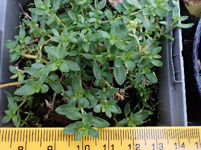 Herniaria glabra (2)