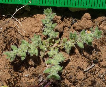 Herniaria hirsuta (1)