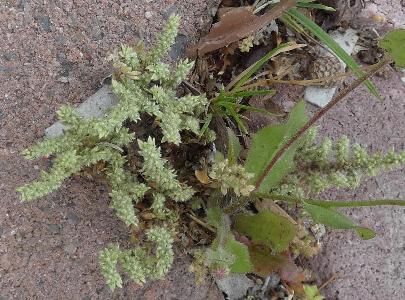 Herniaria hirsuta (2)