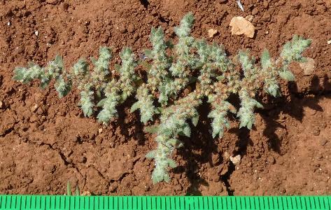 Herniaria hirsuta (3)