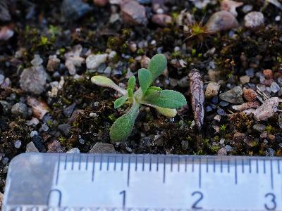 Holosteum umbellatum