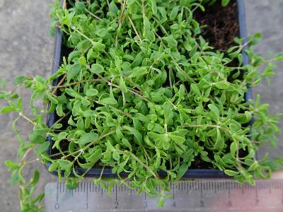 Illecebrum verticillatum