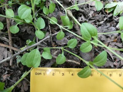 Moehringia trinervia