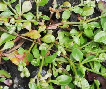 Polycarpon tetraphyllum