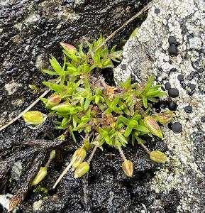 Sabulina rubella (1)