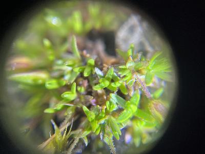 Sabulina rubella (2)