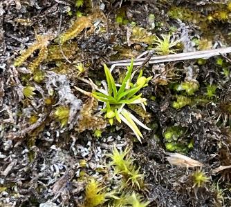 Sagina saginoides (1)