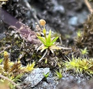 Sagina saginoides (2)