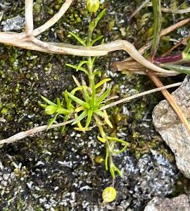 Sagina saginoides (3)