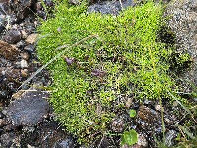 Sagina x normaniana (1)