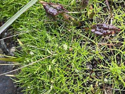 Sagina x normaniana (2)