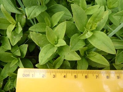 Saponaria officinalis (1)