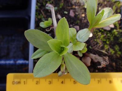 Saponaria officinalis (2)