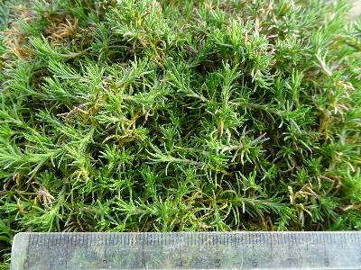 Scleranthus perennis subsp prostratus