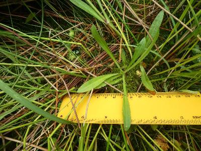 Silene flos-cuculi (1)