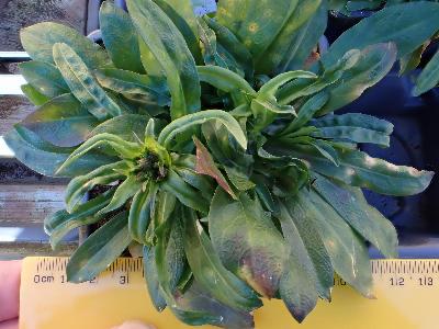 Silene flos-cuculi (2)