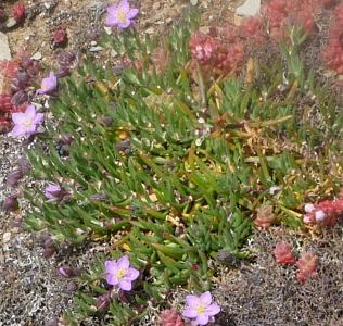 Spergularia rupicola (1)