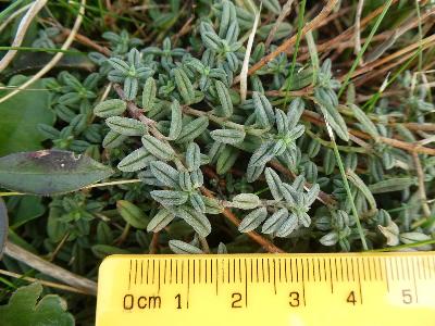 Helianthemum apenninum