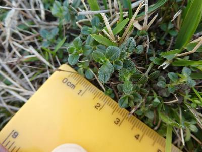 Helianthemum nummularium