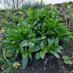 Colchium autumnale (1)