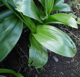 Colchium autumnale (2)