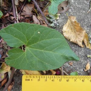 Calystegia silvatica