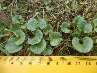 Calystegia soldanella (1)