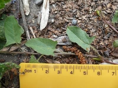 Convolvulus arvensis (1)