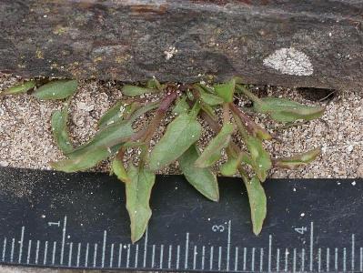 Convolvulus arvensis (2)