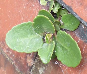 Chiastophyllum oppositifolium (1)