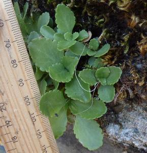 Chiastophyllum oppositifolium (2)