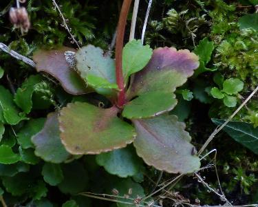 Chiastophyllum oppositifolium (3)