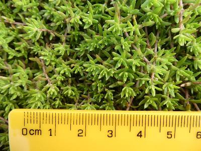 Crassula helmsii