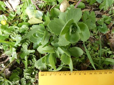 Hylotelephium spectabile