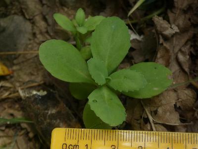 Hylotelephium telephium