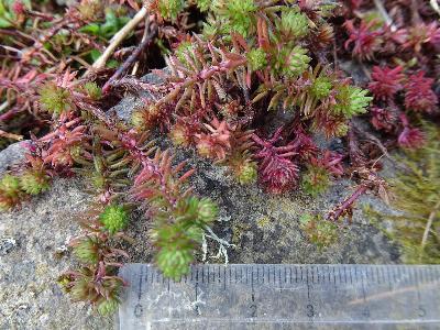 Petrosedum forsterianum