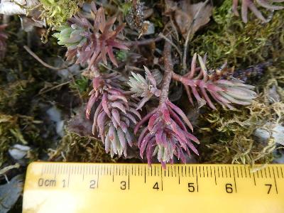 Petrosedum rupestre
