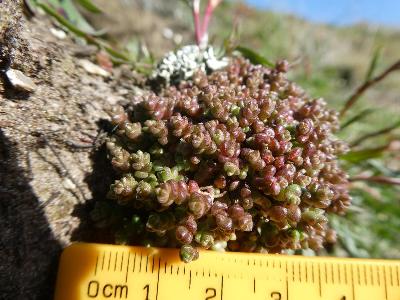 Sedum anglicum