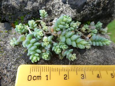 Sedum dasyphyllum (1)