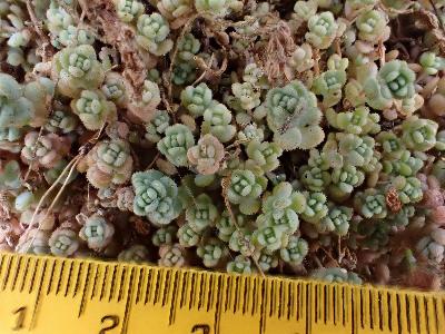 Sedum dasyphyllum (2)
