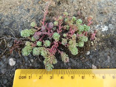 Sedum pallidum