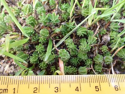 Sedum sexangulare
