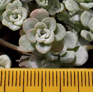 Sedum spathulifolium