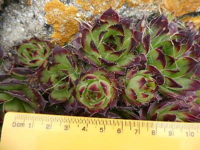 Sempervivum tectorum (1)