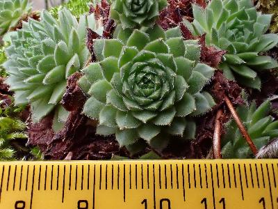 Sempervivum tectorum (2)