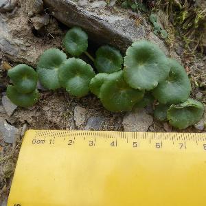 Umbilicus rupestris (1)