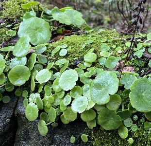 Umbilicus rupestris (2)