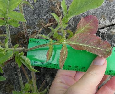 Cephalaria gigantea (1)