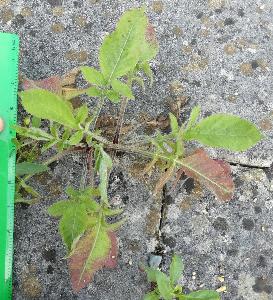 Cephalaria gigantea (2)