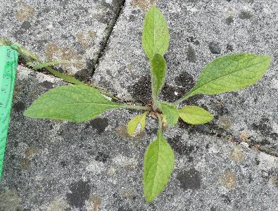 Cephalaria gigantea (3)